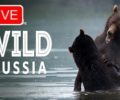 Stream National Geographic Wild Russia