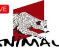 Watch Animaux Live Stream Free