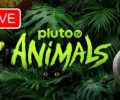 Watch Pluto TV Animals Live Stream Free
